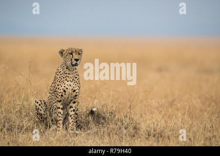 Gepard (Acinonyx jubatus) in der Masai Mara, Kenia Stockfoto