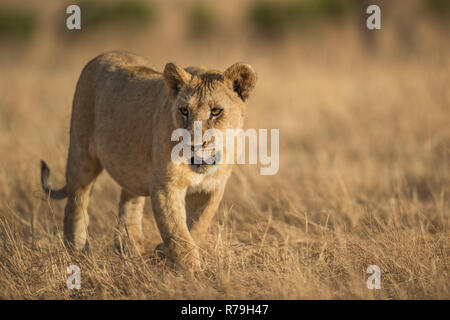 Cub ein junger Löwe (Panthera leo) Spaziergänge über die Savanne in Golden Sun in der Masai Mara, Kenia Stockfoto