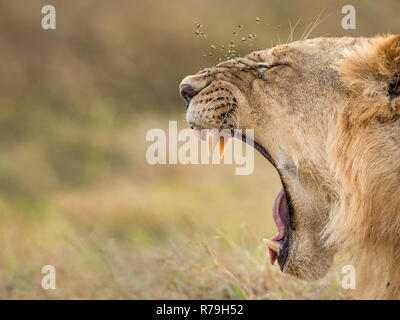 Männliche Löwe (Panthera leo) Gähnen zeigt Zähne mit fliegt um die Nase in tha Masai Mara, Kenia Stockfoto