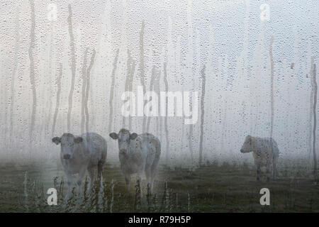 Drei weiße Fleisch Kühe in den frühen Morgen misty Wiese in Holland Stockfoto