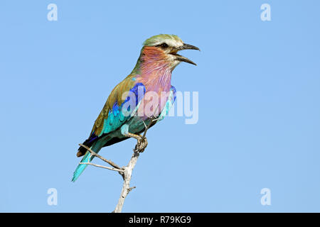 Lilac-breasted Roller - Südafrika Stockfoto