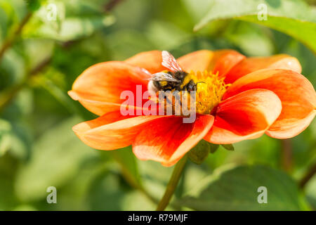Nahaufnahme einer Hummel auf einer schönen roten und gelben Dahlien Pooh Blüte im Sommer. Stockfoto