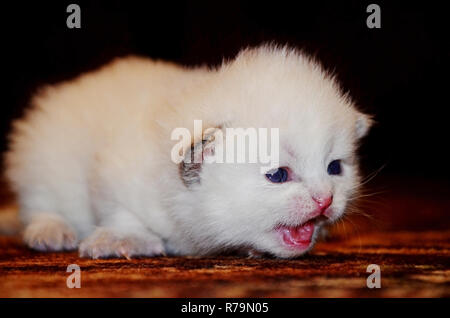 Kleine weiße flauschige Kätzchen macht seine ersten Schritte. Beleidigt Gesicht niedlichen Falten Britischen die Katze, öffnete seinen Mund und miaut Stockfoto