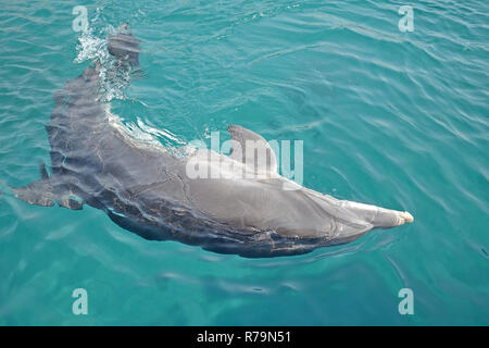 Eine Dolphin tanzen unter Wasser im Roten Meer, sonniger Tag mit verspielten Tiere, Erhaltung und Schutz von Tieren im Dolphin Reef in Israel. Stockfoto