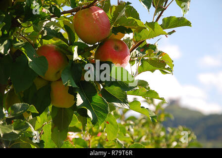 Strauß roter Gala Äpfel auf einem Apfelbaum in Südtirol, Italien. Die Provinz Südtirol ist ein großer Produzent von Äpfeln Stockfoto