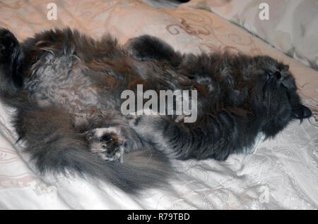 Britisch Langhaar Katze liegend auf seinem Rücken. Die Katze schläft im Bett wie ein Mann Stockfoto