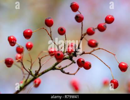 Rote Beeren auf Baum Weißdorn (Crataegus Monogyna) Stockfoto