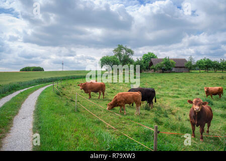Landschaft Landschaft mit Kühen und ihren stabilen Stockfoto