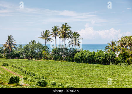 Palmen wachsen am Rand von einem Reisfeld, das Meer im Hintergrund. Tabanan, Bali, Indonesien. Stockfoto