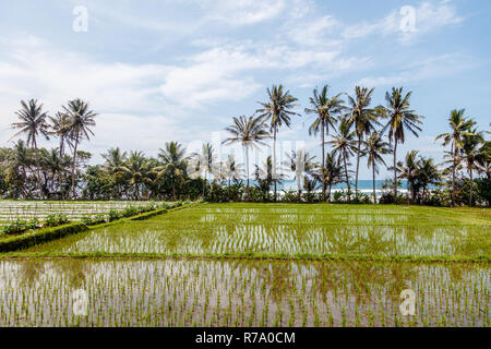 Palmen wachsen am Rand von einem Reisfeld, das Meer im Hintergrund. Tabanan, Bali, Indonesien. Stockfoto