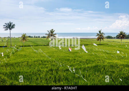 Palmen wachsen im Reisfeld, das Meer im Hintergrund. Medewi, Jembrana, Bali, Indonesien. Stockfoto