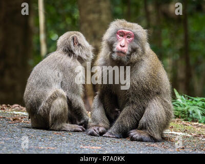 Yakushima Makaken (Macaca fuscata yakui) in Wäldern im westlichen Yakushima, Japan. Stockfoto