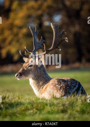 Einen männlichen Damwild (STAG) im Londoner Richmond Park am 26. November 2017 gesehen. Stockfoto