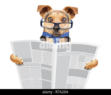 Business hund Brillen und Krawatte lesen Zeitung isoliert auf weißem Stockfoto