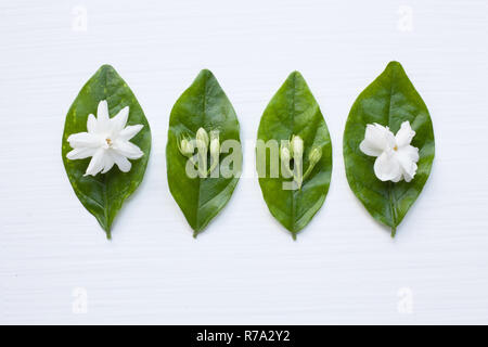 Jasmin Blume auf weißem Hintergrund. Stockfoto