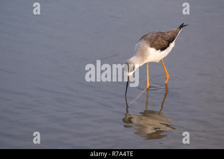 Ein schwarz geflügelte Stelzenläufer sucht nach Essen in die ruhigen, flachen Gewässern in Ras Al Khor, Dubai Feuchtgebiete. Stockfoto