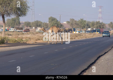 Kamel Kreuzung: Marschieren über den Highway in den Vereinigten Arabischen Emiraten (VAE). Stockfoto