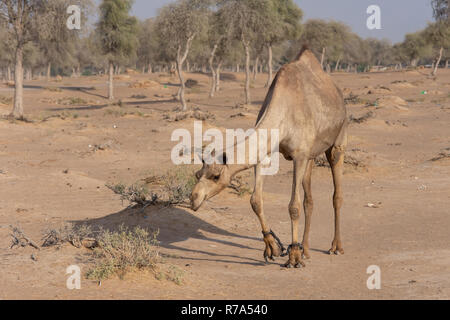 Ein Kamel roaming rund um die VEREINIGTEN ARABISCHEN EMIRATE. Ein historisches und kulturelles Symbol der VAE Region. Stockfoto