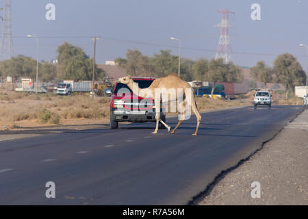 Kamel Kreuzung: Marschieren über den Highway in den Vereinigten Arabischen Emiraten (VAE). Stockfoto