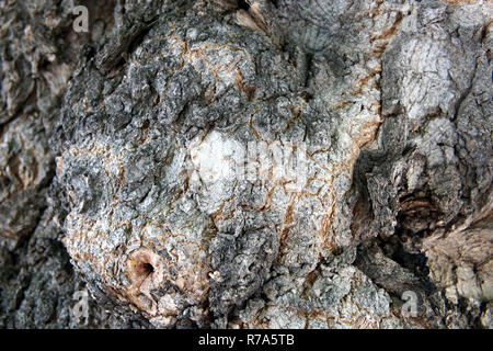 Großer Baum Rinde closeup Stockfoto