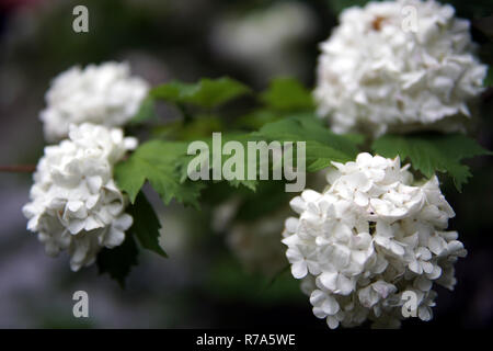 Weiße Hortensie Blumen Stockfoto