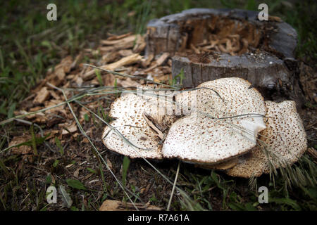 Ein baumstumpf mit Holz Pilze, close-up Stockfoto