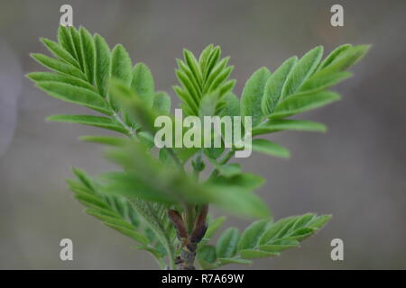 Junge Triebe von den Knospen an einem Baum im Frühling Stockfoto