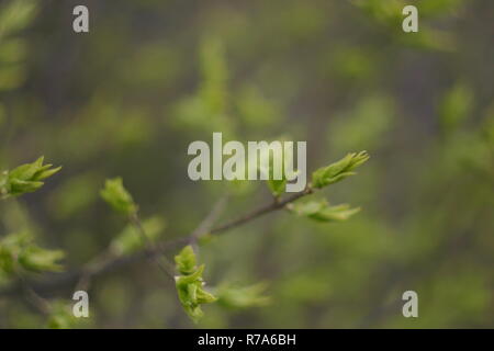 Junge Triebe von den Knospen an einem Baum im Frühling Stockfoto