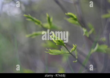 Junge Triebe von den Knospen an einem Baum im Frühling Stockfoto