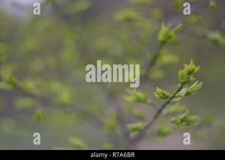 Junge Triebe von den Knospen an einem Baum im Frühling Stockfoto