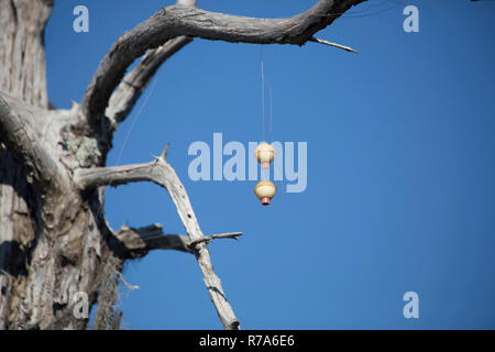 Angeln Bobbers in einem Baum Stockfoto