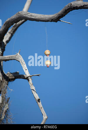 Angeln Bobbers in einem Baum Stockfoto