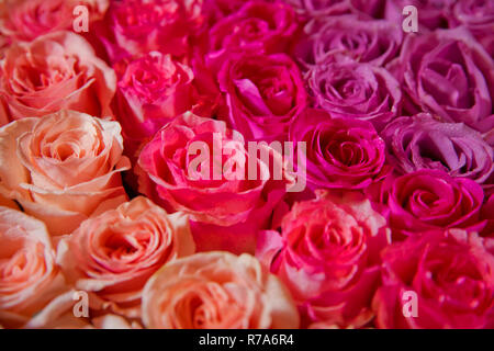Rot Natur Rosen Hintergrund. Red rose Hintergrund. Natürliche horizontale Muster. Blume Wand. In der Nähe von riesigen Blumenstrauß Stockfoto