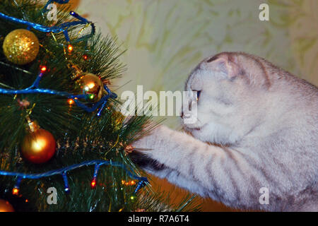 Britische gestreifte Kurzhaarkatze schmückt Weihnachtsbaum. Vorbereitung für das Neue Jahr Stockfoto