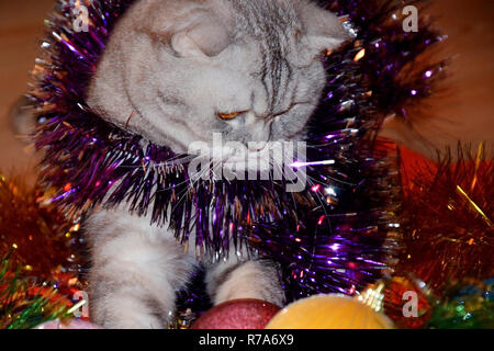 Britisch Kurzhaar Fold Kätzchen spielen mit Weihnachtskugeln und Lametta. Vorbereitung und Dekoration des Hauses für das neue Jahr. Stockfoto