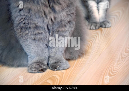Feline flauschige Pfoten close-up auf einem Holzboden. Eine graue langhaarigen Katze und einem gestreiften weißen Kurzhaarkatze. Stockfoto