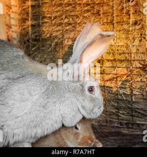 Eine große graue Kaninchen mit kleinen Hasen leben in einem Käfig mit Heu. Bauernhof Tiere zum Verkauf. Stockfoto