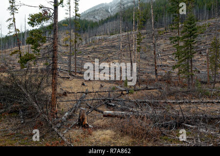 Die 1993 Sawback vorgeschriebenen brennt Feuer auf die verbrannten Bäume im Bow Valley in den Kanadischen Rocky Mountains im Banff Alberta Stockfoto
