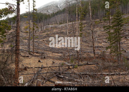 Die 1993 Sawback vorgeschriebenen brennt Feuer auf die verbrannten Bäume im Bow Valley in den Kanadischen Rocky Mountains im Banff Alberta Stockfoto