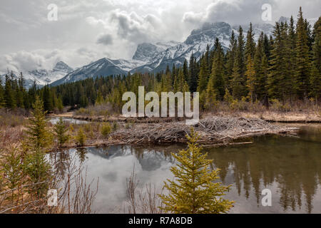 Beaver Dam und Blick auf die Drei Schwestern Berg mit Reflexion in einem Teich in der kanadischen Rocky Mountain Stockfoto