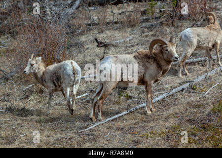 Ram Bighornschafe männliche und weibliche Herde stehen in einem Feld im Frühjahr im Banff National Park in Alberta Stockfoto