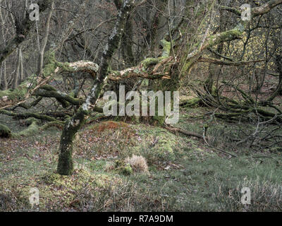 Ty Canol Woods, Pembrokeshire. Stockfoto