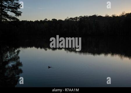 Eine einsame Ente schwimmt im Teich in der Dämmerung an Yates Mühle County Park in Raleigh, North Carolina. Stockfoto