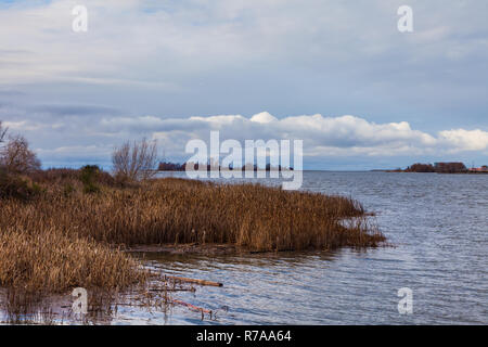 Riverside marsh Gras auf den Fraser River Estuary in Richmond, British Columbia. Stockfoto