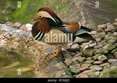 Dies ist eine Seitenansicht eines Mandarin Ente Stockfoto
