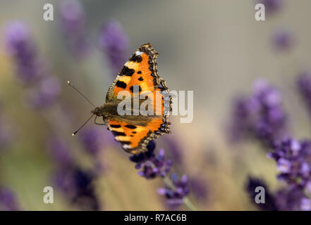 Bunte Schmetterling am Lavendel blühen Blumen Stockfoto