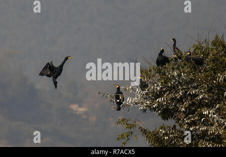 Kathmandu, Nepal. 8. Dezember, 2018. Kormoran gesehen Fliegen über den Taudaha Feuchtgebiet See. Der Kormoran ist Mitglied der Kormoran Familie von Seevögeln, und wandert von Norden nach Süden für den Winter jedes Jahr. Credit: Sunil Pradhan/SOPA Images/ZUMA Draht/Alamy leben Nachrichten Stockfoto