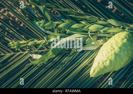 Traditionelle Symbole (die vier Arten) der jüdischen Herbstfest von Sukkot, etrog, Palm Zweig, Myrten und Willow. Stockfoto