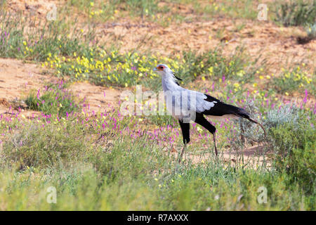 Staatssekretär vogel Kalahari Transfrontier Park, Südafrika Stockfoto