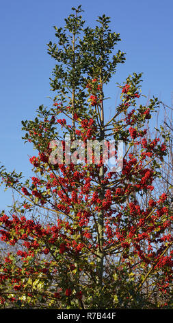 Der klare blaue Himmel steigert die hoch aufragenden pyramidenförmigen holly bush Fast glüht mit, was eine Überlastung der Menge an roten Stechpalme Beeren scheinen würde. Stockfoto